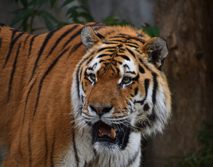 Close up portrait of mature Siberian tiger male