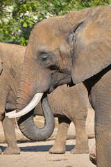 Close up side profile portrait of African elephant