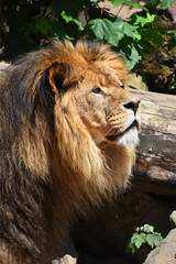 Obraz premium Close up side portrait of male African lion