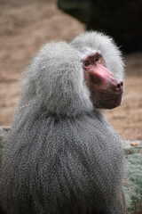 Rear side view of Hamadryas baboon male