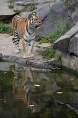 Siberian tiger walks by water edge