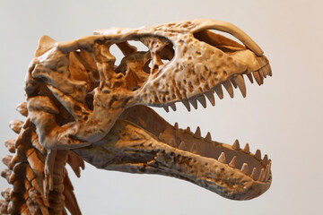 Replica skeleton head of Tyrannosaurus rex © breakingthewalls