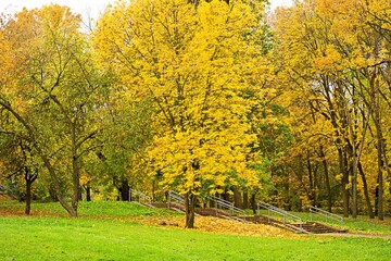 Autumn tree with yellow leaves in the park. Walking in the park.