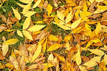 Autumn yellow leaves among green grass in the park. Walking in the park.