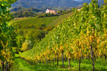 Fototapeta na wymiar Vineyards along South Styrian Wine Road, a charming region on the border between Austria and Slovenia with green rolling hills, vineyards, picturesque villages and wine taverns