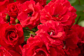 bright red flowers of a garden rose close up