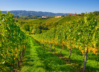 Vineyards along South Styrian Wine Road, a charming region on the border between Austria and Slovenia with green rolling hills, vineyards, picturesque villages and wine taverns