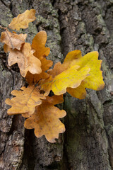 autumn yellow oak leaves on the background of a tree trunk