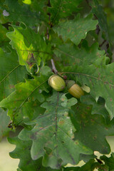 nuts acorns on an oak branch