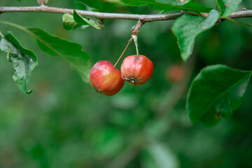 a couple of wild apples on a branch