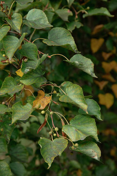 natural background of green leaves of the birch plant