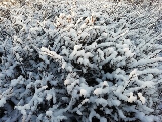 snow covered branches