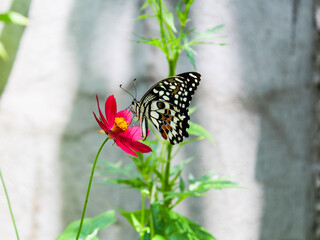 butterfly on a flower