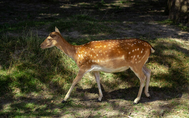 daim cerf fauve faon blanc chasse