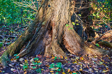 View to the vegetation and fallen colored leaves on a forest floor.