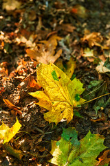 View to the vegetation and fallen colored leaves on a forest floor.