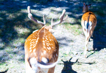 daim cerf fauve faon blanc chasse