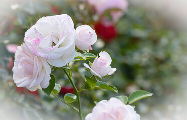 close-up of a pink and pink rose in a Park, selective focus
