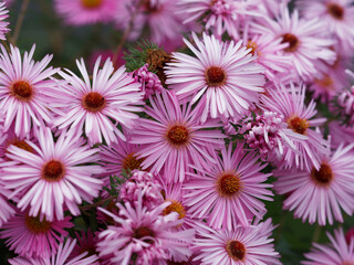 Asters d'automne double ton bleu (Aster novi-belgii) 