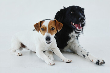 Young jack russell terrier and border collie laying together. Isolated on a white background. Two dogs posing together.