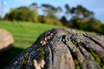 Fototapeta na wymiar mushrooms tree autumn