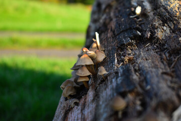 mushrooms tree autumn