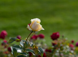 close-up of a pink and yellow rose in a Park, selective focus
