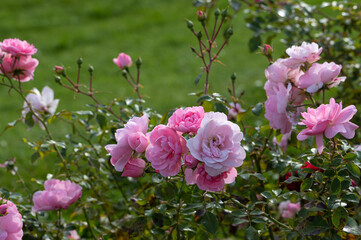 Obraz premium Large, hot pink roses in the garden, close-up, selective focus