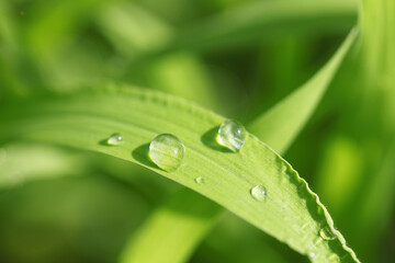 草と滴