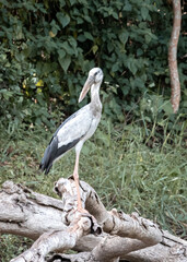 Touring Egret bird spotted in Buduruwagala reservoir forest, standing in a fallen tree branch.