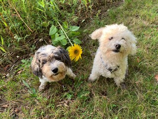 two dogs playing