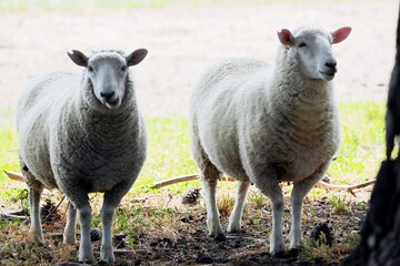 Naklejka premium Sheep herd