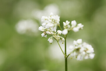 Fototapeta premium そばの花