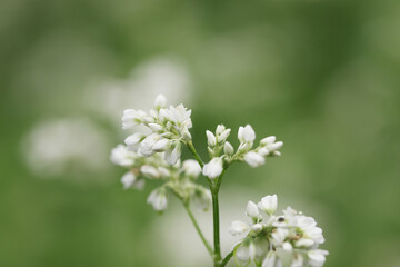 そばの花