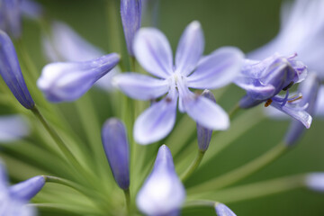 ムラサキシクラメン