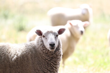 Fototapeta premium Schaf schaut in Kamera