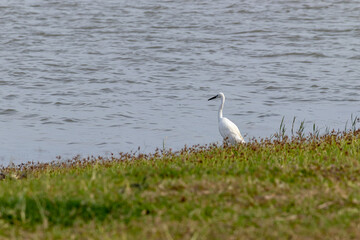 Lonely white egret bird fishing in lakeshore evening.