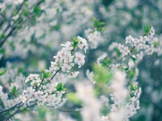 blooming cherry tree