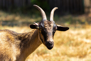 chevre nature chevreau bouc