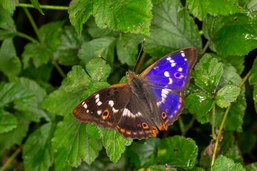 Apatura iris - Gro&szlig;er Schillerfalter - Purple Emporer Butterfly