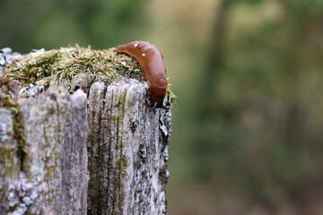 A slug creeps slowly in the garden