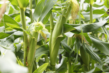 畑のトウモロコシ