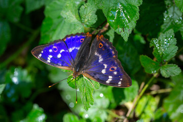 Apatura iris - Großer Schillerfalter - Purple Emporer Butterfly
