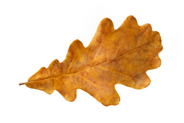 Fototapeta na wymiar Closeup brown autumn oak leaf isolated at white background. Textured foliage pattern.