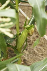 畑のトウモロコシ