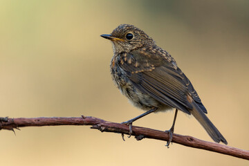 Naklejka premium Juvenile European Robin (Erithacus rubecula) perched on a branch against a uniform and unfocused green background