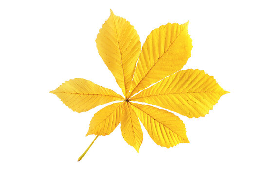 Closeup yellow leaves of buckeye or horse chestnut isolated at whitte background. Textured foliage herbarium pattern.