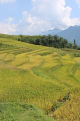 Rice Terraces close to the city of Sa Pa in Northern Vietnam