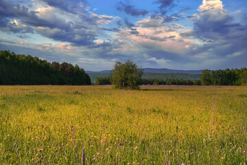 Fototapeta premium Summer landscape with forest and green meadow against blue sky and white clouds.