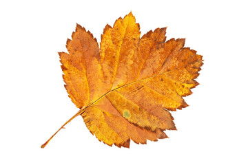 Closeup image of autumn hawthorn yellow leaf isolated at white background. Textured foliage pattern.
